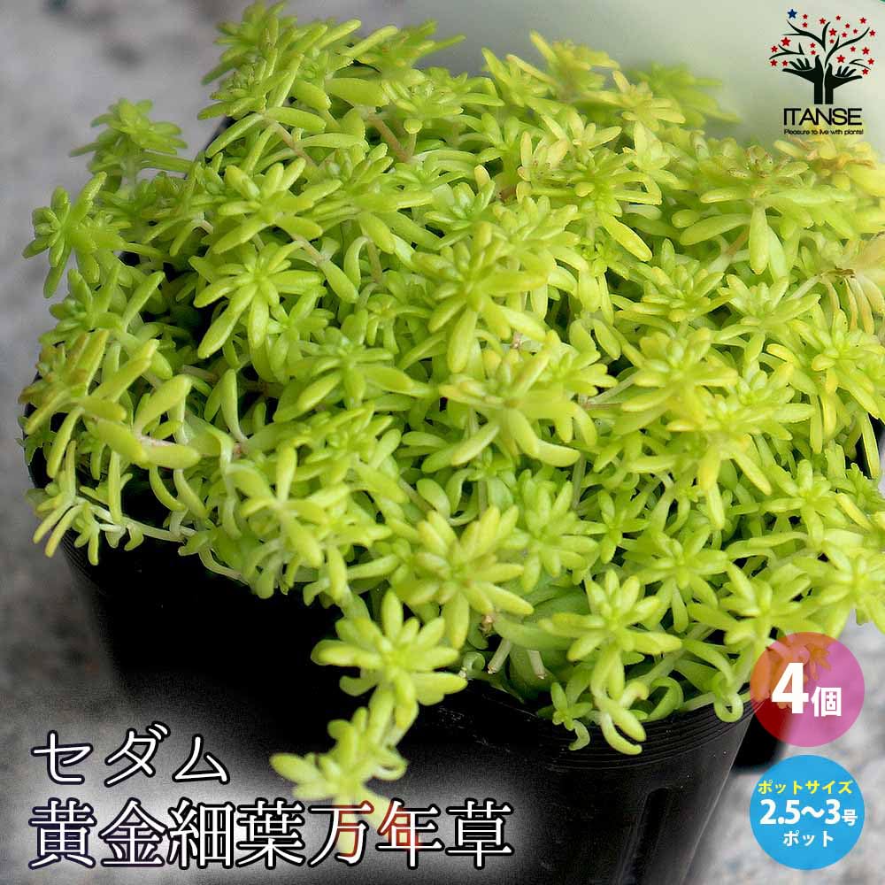 Amazon｜ITANSE セダム・黄金細葉マンネングサ 2.5~3号 4個